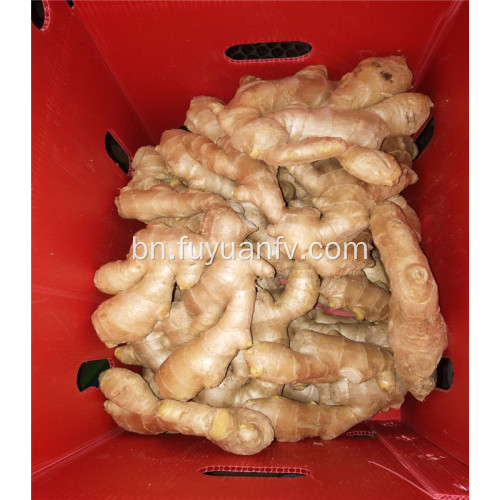 250g যোগ্যতাসম্পন্ন বায়ু আদা শুকনো